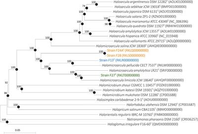 Genomic Insights Into New Species of the Genus Halomicroarcula Reveals Potential for New Osmoadaptative Strategies in Halophilic Archaea